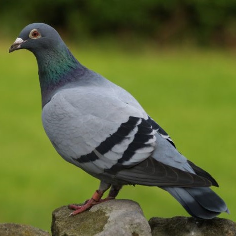 20850889_pigeon-02